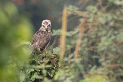 Circaetus cinerascens