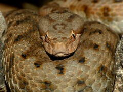 Vipera aspis
