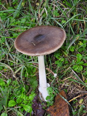 Volvopluteus gloiocephalus