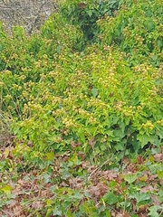 Humulus lupulus