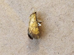 Ecpyrrhorrhoe rubiginalis