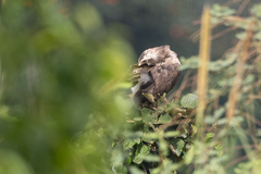 Circaetus cinerascens