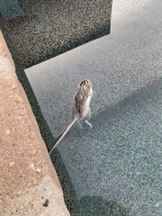 Muroidea