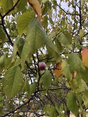 Prunus mexicana