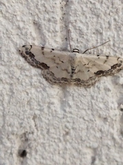 Scopula decorata