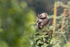 Circaetus cinerascens