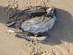 Puffinus mauretanicus