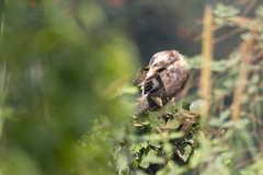 Circaetus cinerascens