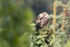 Circaetus cinerascens