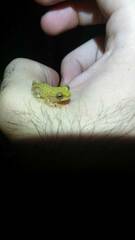 Dendropsophus