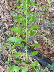 Dysphania ambrosioides