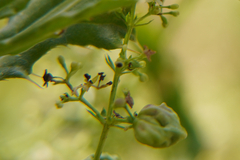 Aceria galiobia