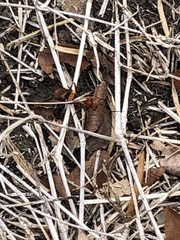 Compsocryptus texensis