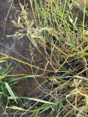 Eragrostis lehmanniana