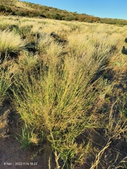 Eragrostis lehmanniana