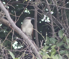 Centropus superciliosus