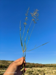 Eragrostis lehmanniana