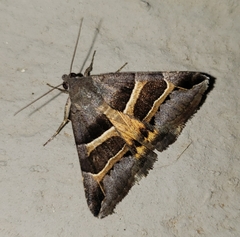 Grammodes