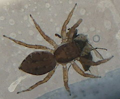 Menemerus semilimbatus