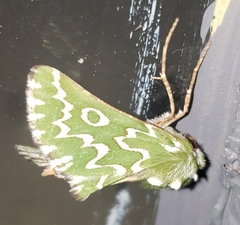 Drepanogynis bifasciata