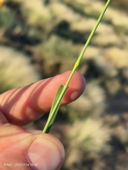 Eragrostis lehmanniana