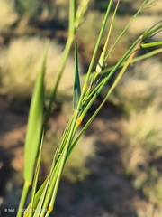 Eragrostis lehmanniana