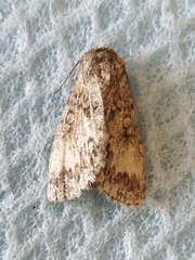 Acronicta megacephala