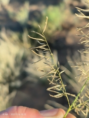 Eragrostis lehmanniana