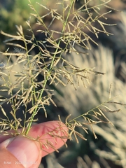 Eragrostis lehmanniana