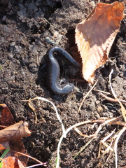Ambystoma 'unisexual complex'