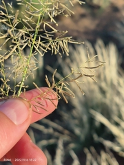Eragrostis lehmanniana