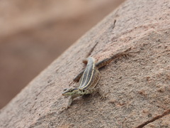 Platysaurus intermedius intermedius