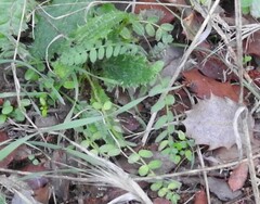 Biserrula pelecinus