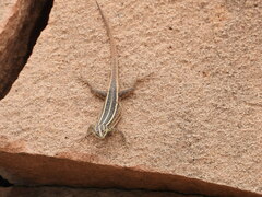 Platysaurus intermedius intermedius
