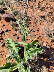 Mesembryanthemum crystallinum