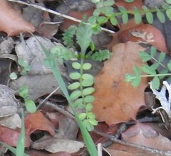 Biserrula pelecinus
