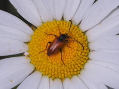 Pseudovadonia livida