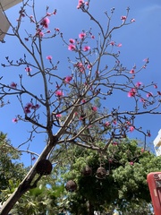 Pseudobombax ellipticum