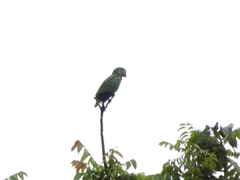 Amazona autumnalis