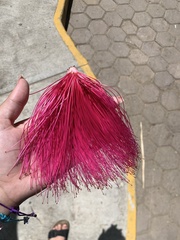 Pseudobombax ellipticum