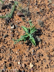Mesembryanthemum crystallinum