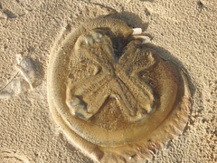 Catostylus tagi
