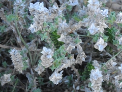 Crucianella maritima
