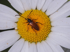 Pseudovadonia livida