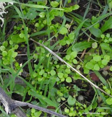 Stellaria media