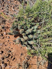 Euphorbia braunsii