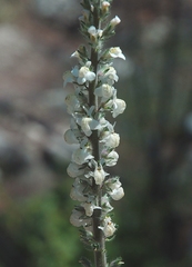 Sairocarpus coulterianus