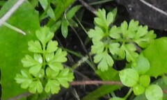 Anthriscus caucalis