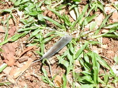 Thraupis sayaca
