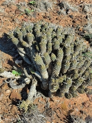Euphorbia braunsii
